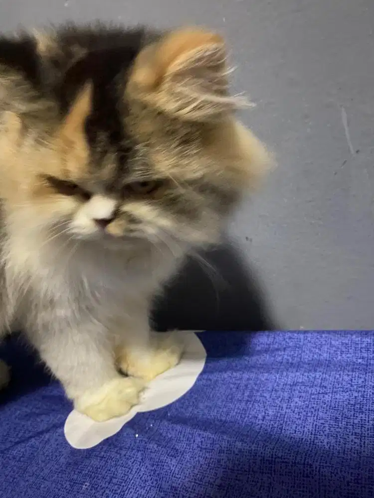 Kucing persia  betina  calico flatnose pesek