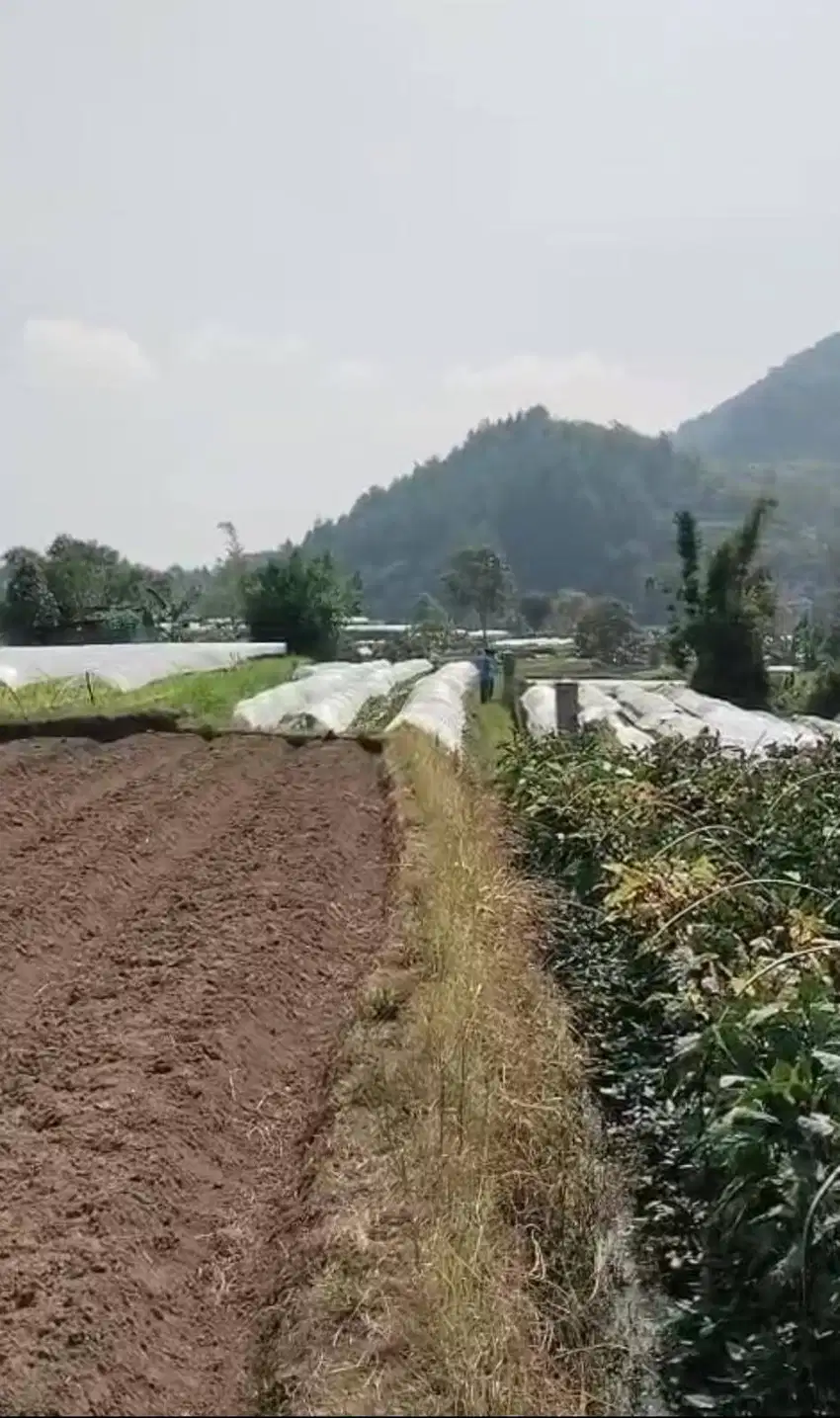 Dijual Cepat! Lokasi strategis Tanah di Cipanas - Cianjur