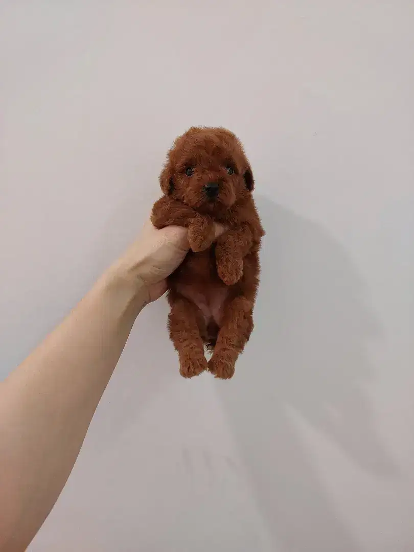 puppy poodle betina stb chip on process!!! no php