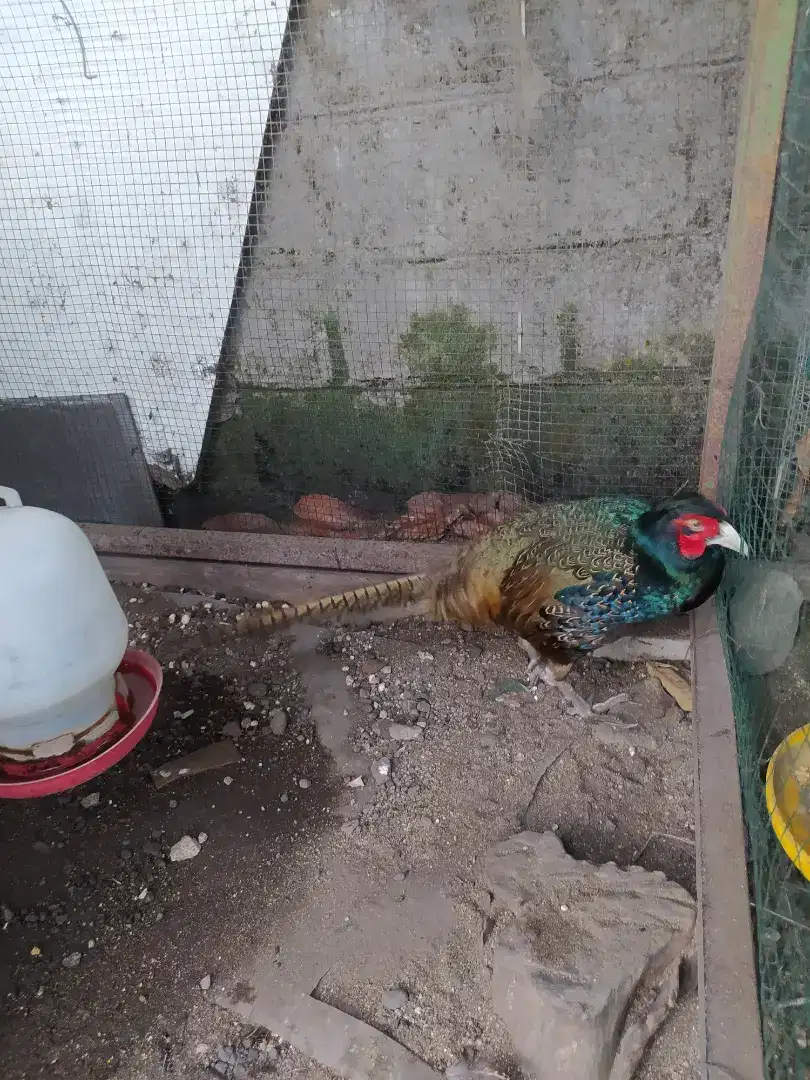 Jantan ayam hias ringneck hijau atau ayam hutan tibet