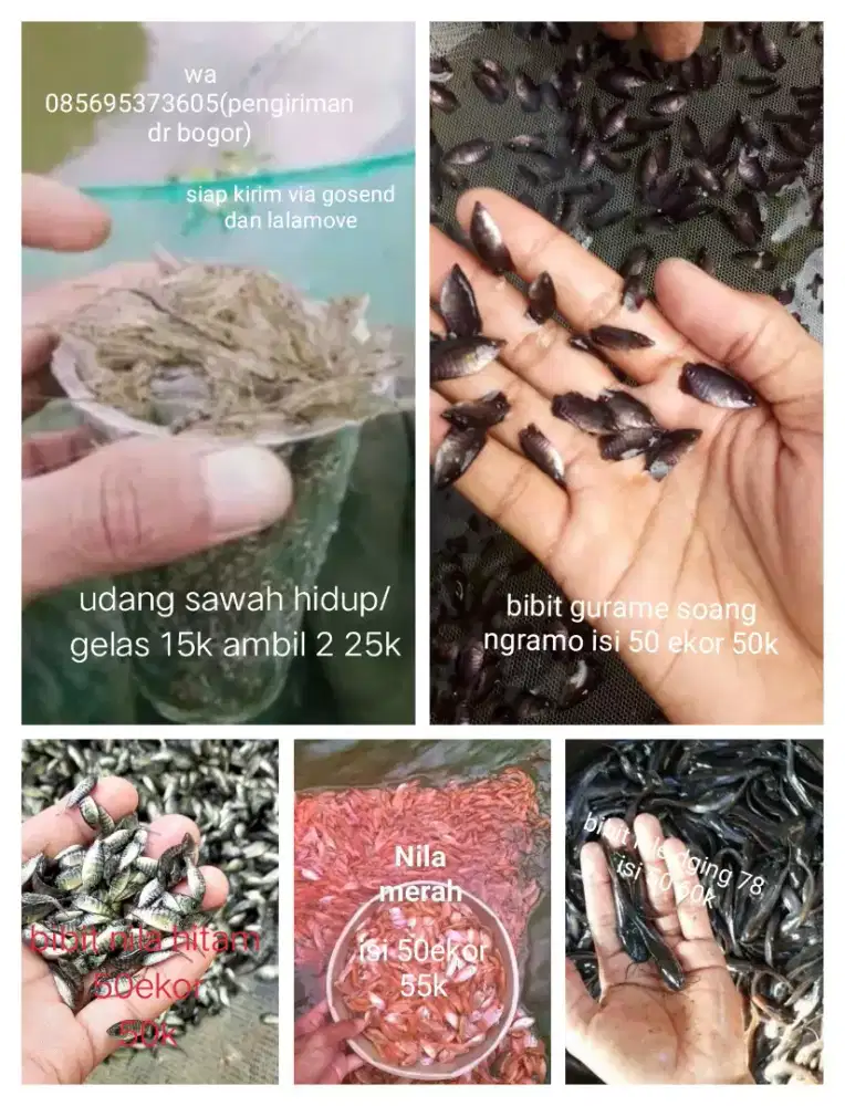 aneka bibit ikan berkualitas cepat besar