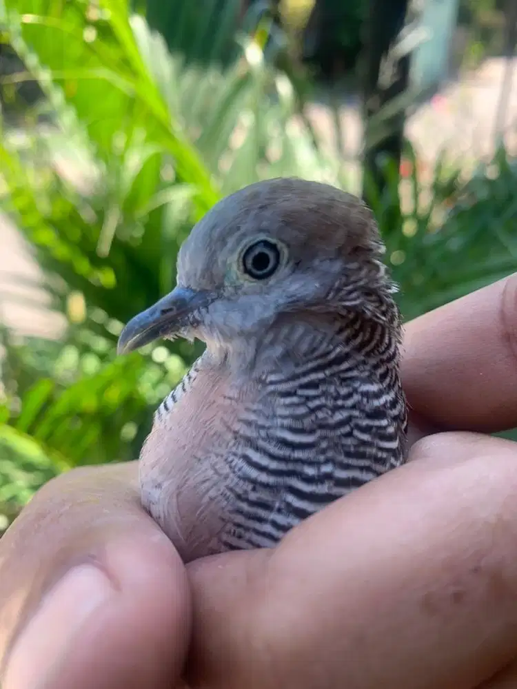 Perkutut Muncis Gacor