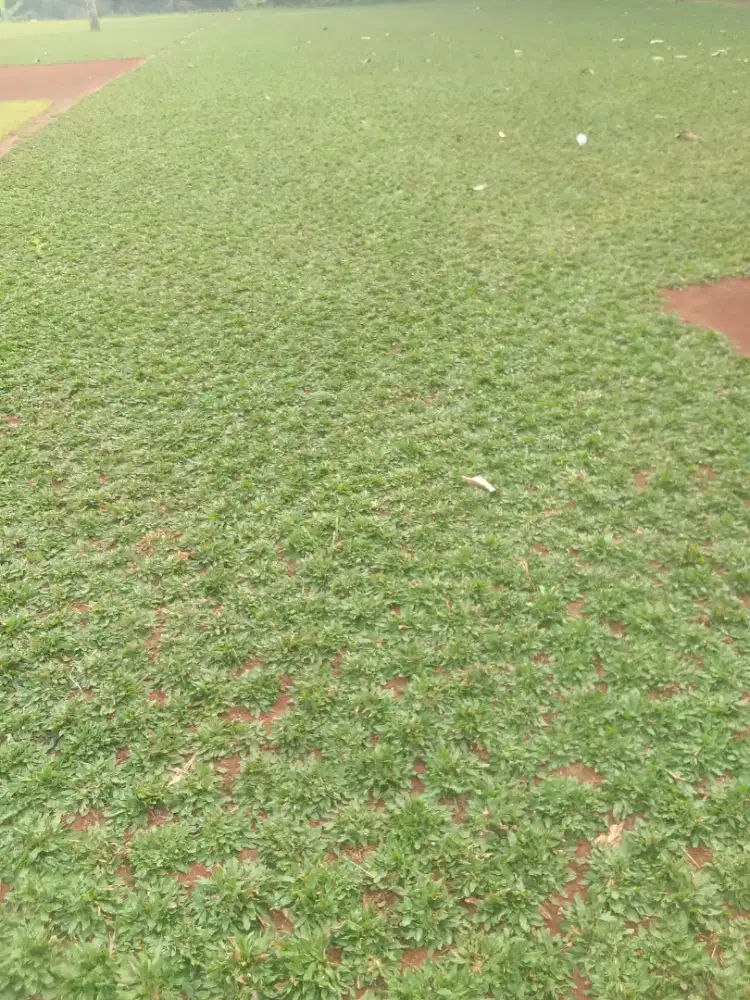 Tukang rumput taman gajah mini