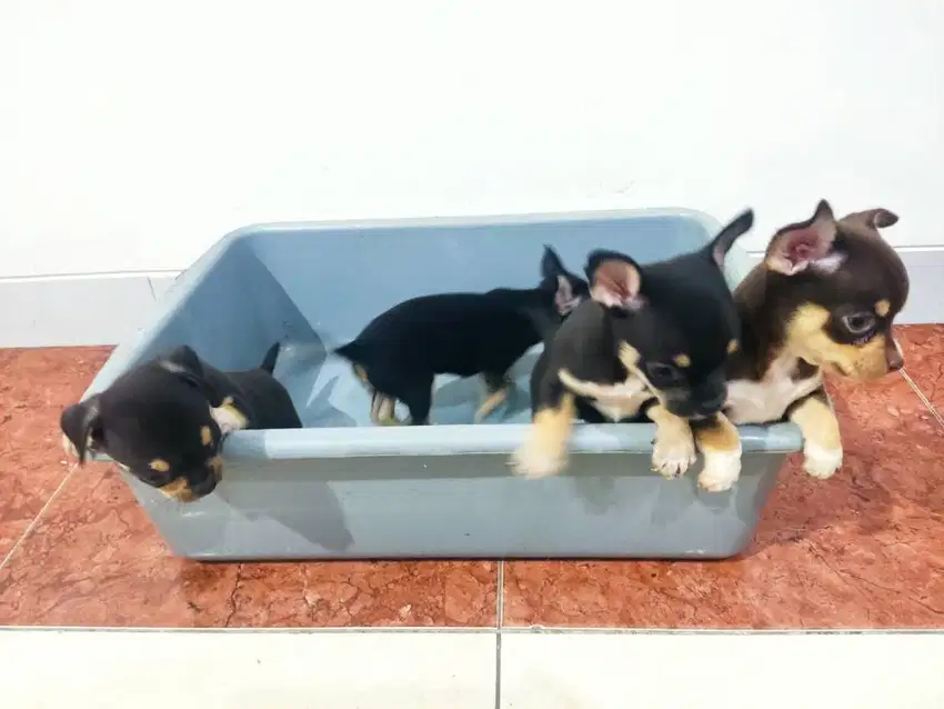 Chihuahua Puppy