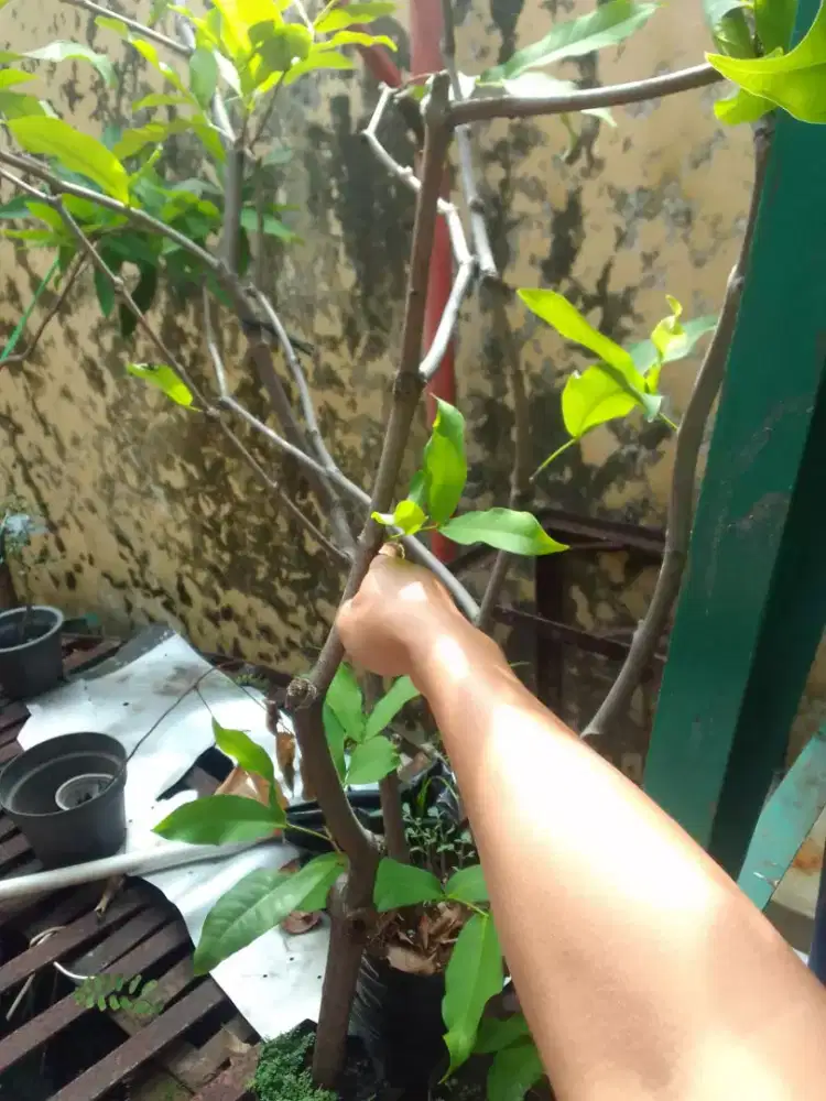 Jambu air buto ijo/green giant