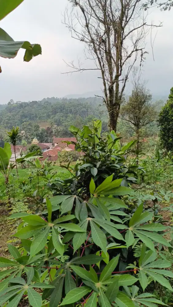 Tanah ada sumber air beresih