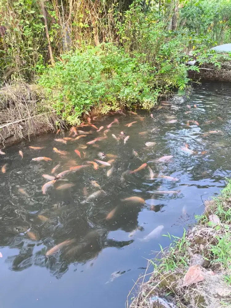 Ikan Nila Merah Konsumsi 2-5 Ekor/Kg