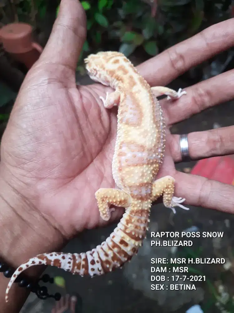 GECKO INDUKAN SIAP KAWIN RAPTOR POSS SNOW