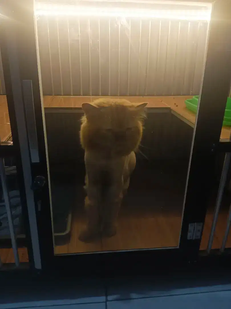 Kandang Kucing Plus Kucing dan Perlengkapannya