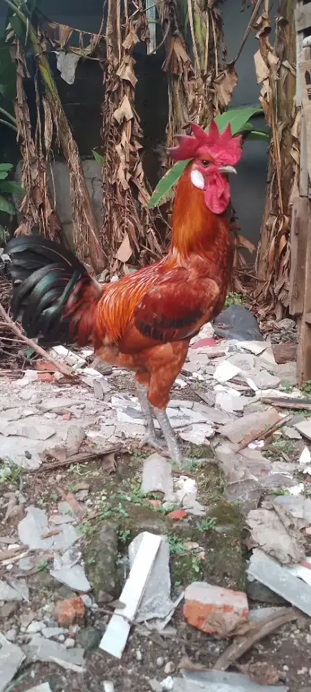 For sale aym pelung wrn bgs& msh muda ? Cocok buat hiasan trs rmh...