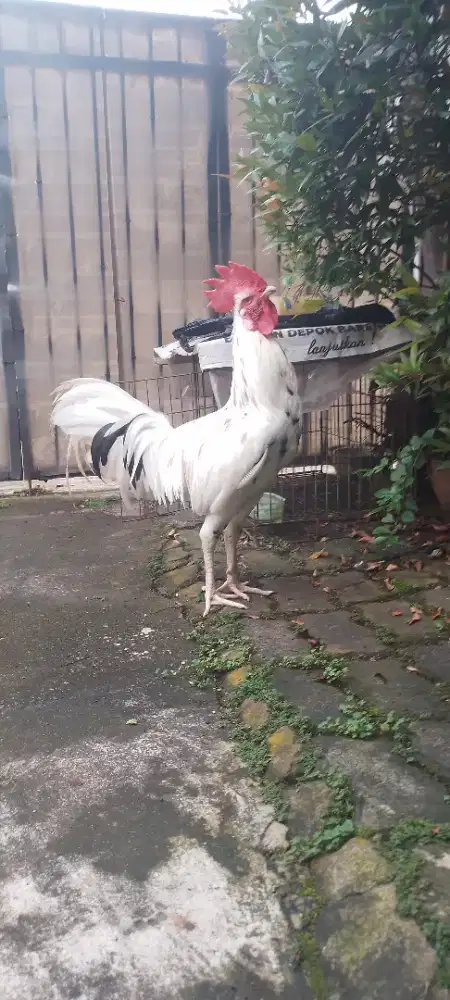 Jual aym pelung , buat alarm pg ?
