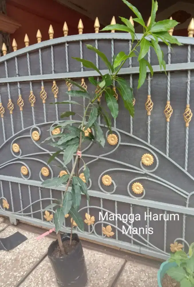 Bibit Unggul Mangga Harum Manis