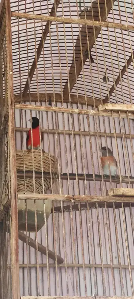 Siskin klasik jodoan 1 pasang