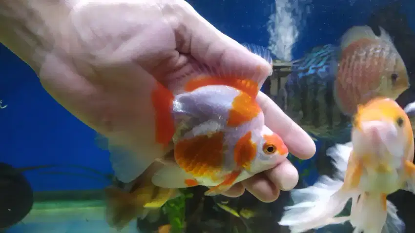 Ikan koki ryukin riukin rw