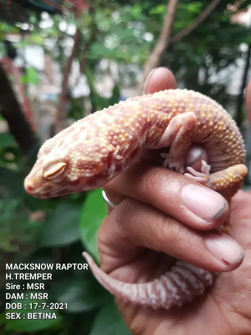 GECKO INDUKAN BETINA PROVEN