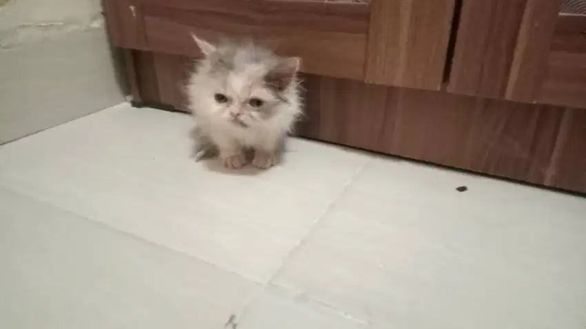 Kucing Persia Calico 4 Bulan
