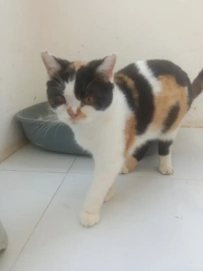Kucing BSH usia 1.5 tahun