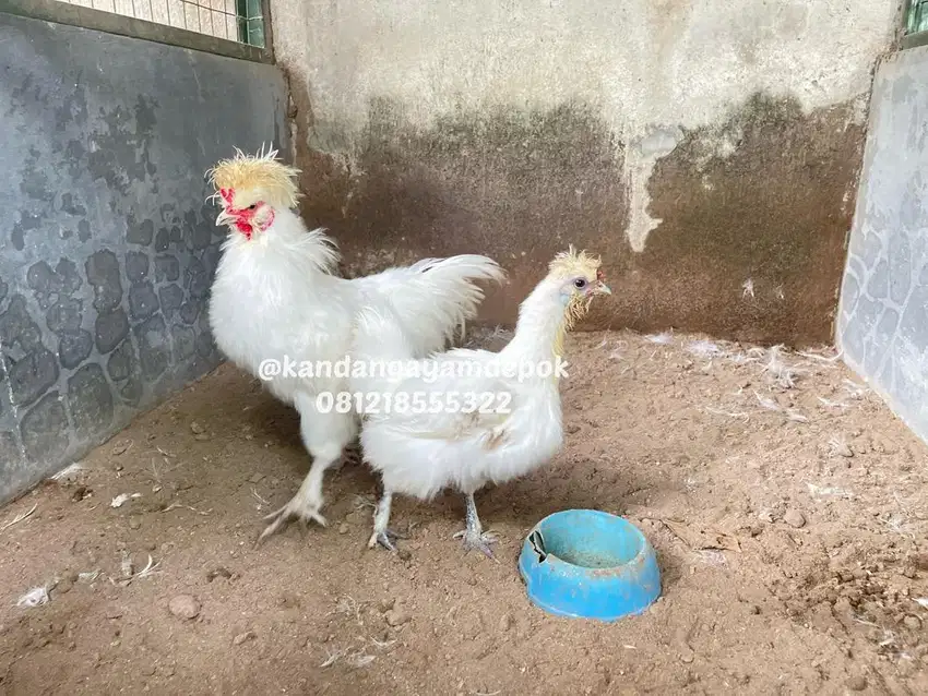 Ayam silky sepasang