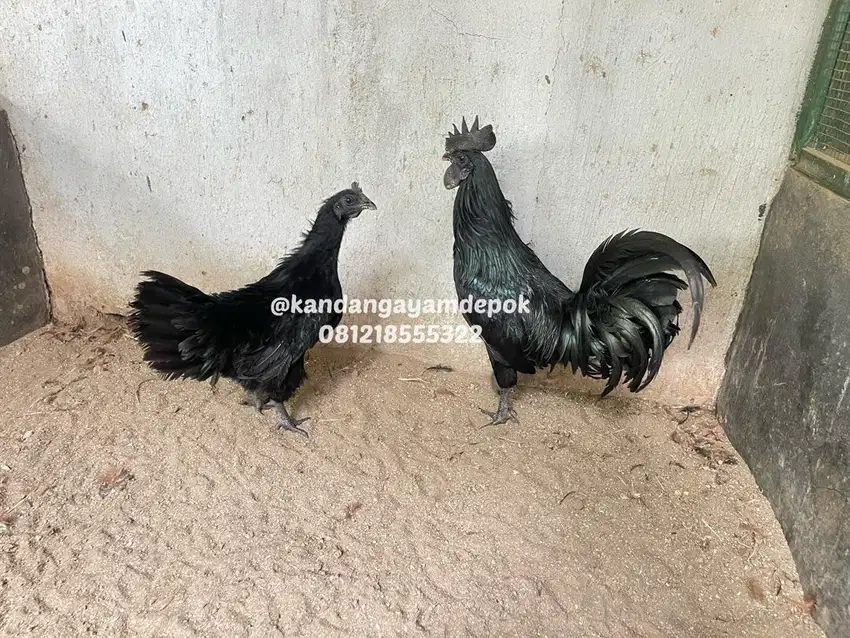 Ayam cemani sepasang LA