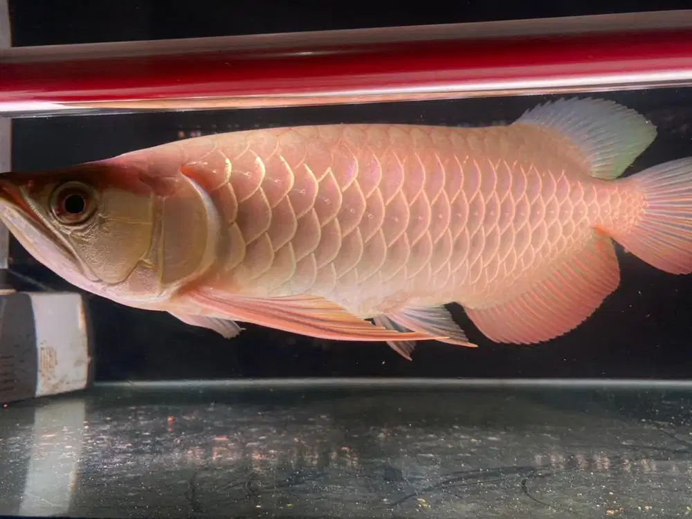 Jual ikan arwana golden red HB/BS