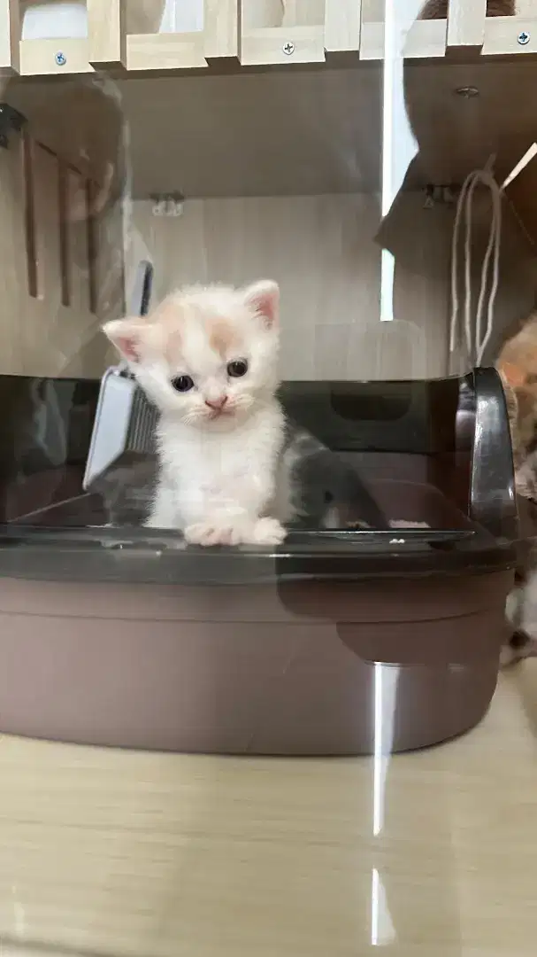 british shorthair jantan