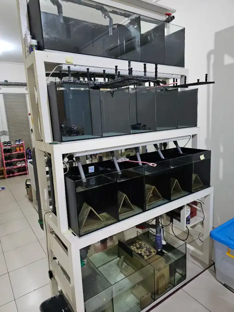 Aquarium 3 susun + Sump