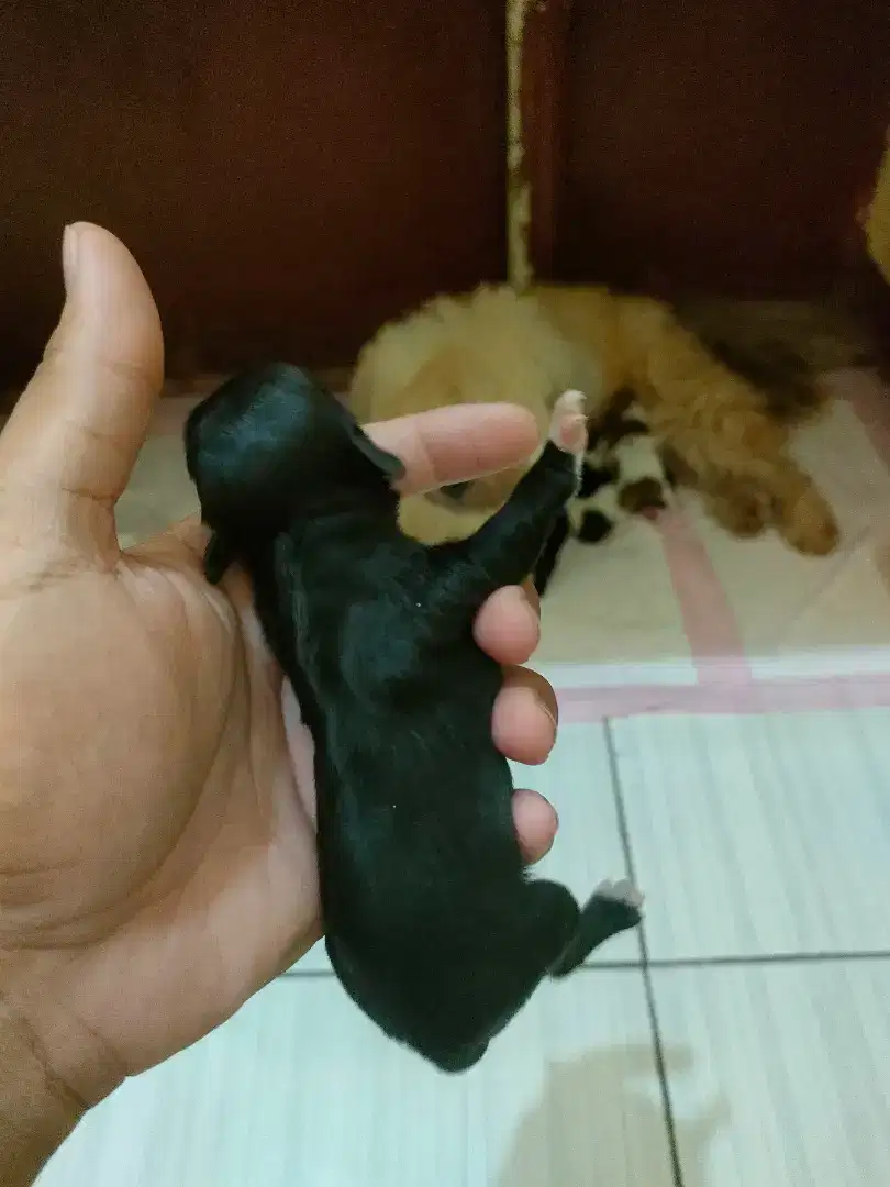 Puppy Shihtzu x Maltizhu