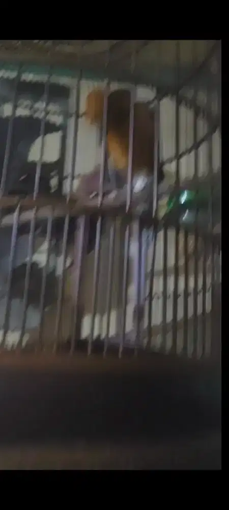 Anis bata gacor/teler