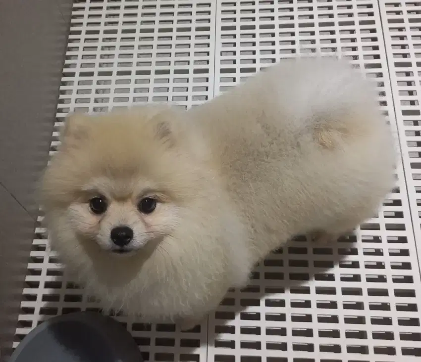 Minipom jantan cakep