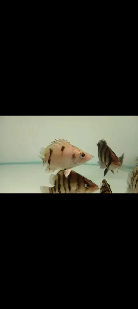 Ikan datz  3 bar fuzzy