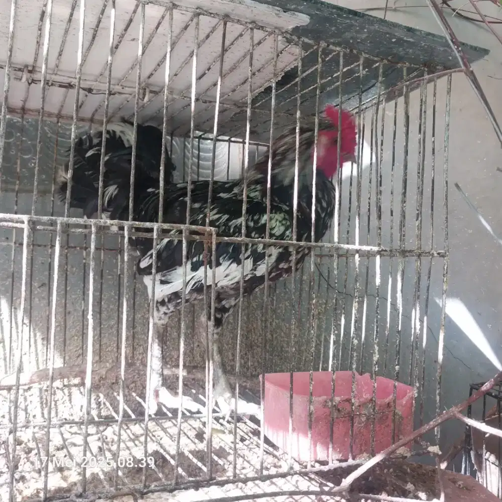 Dijual sepasang ayam ketawa bkn kandang kalkun cemani bangkok serama