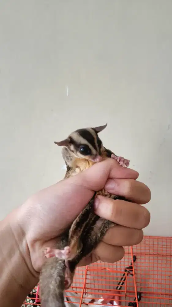 Sugar Glider Siap Adopsi – Lucu & Jinak! Teman Setia di Rumah