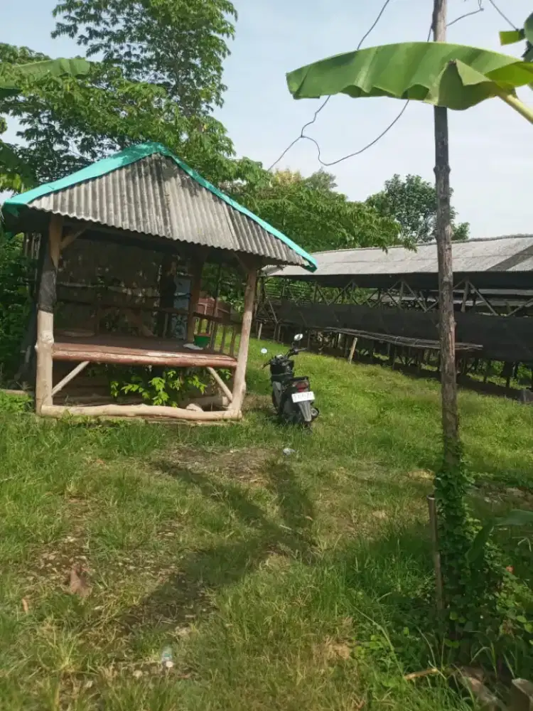 Dijual Tanah/ Kandang Ayam Petelur - Cocok utk Ternak, Kebun/Investasi