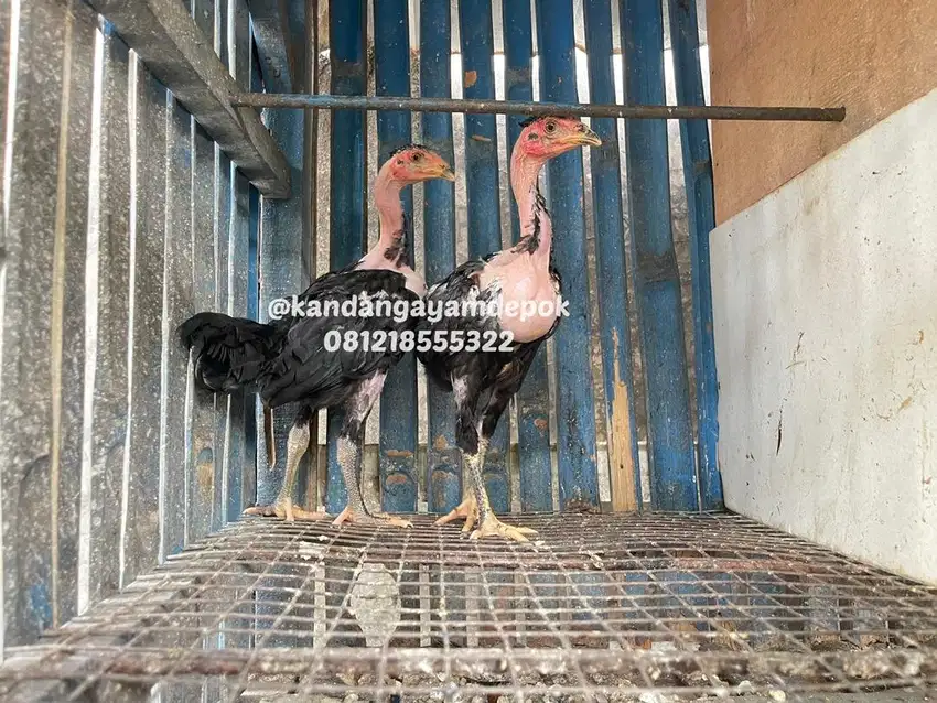 Ayam saigon jantan