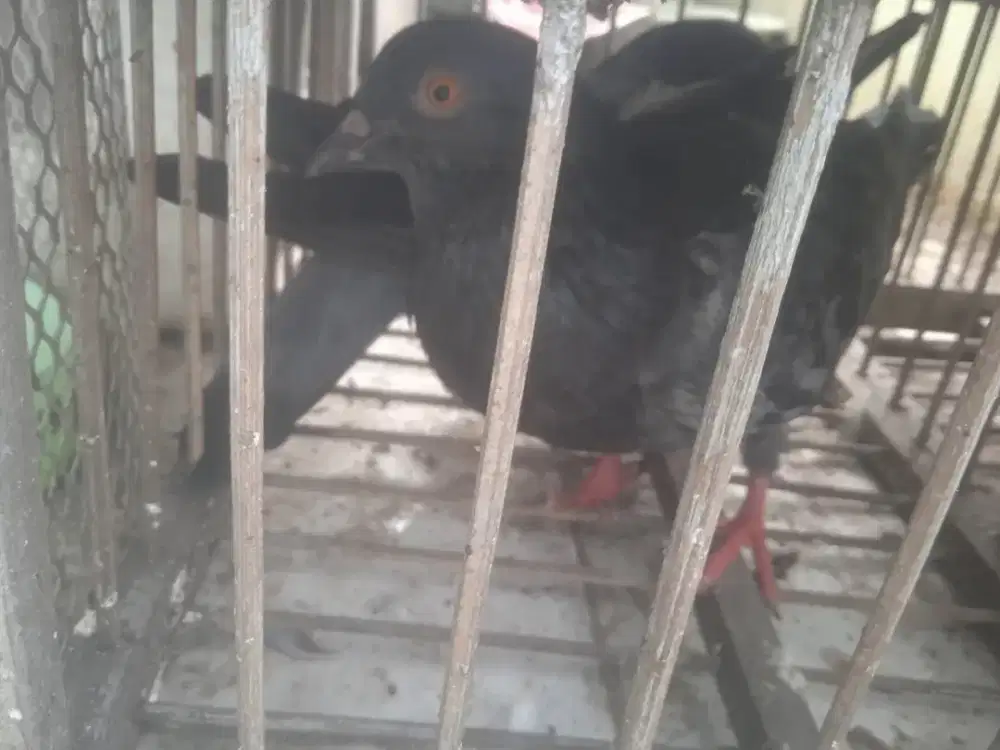 Jual burung dara sepasang dan satuan