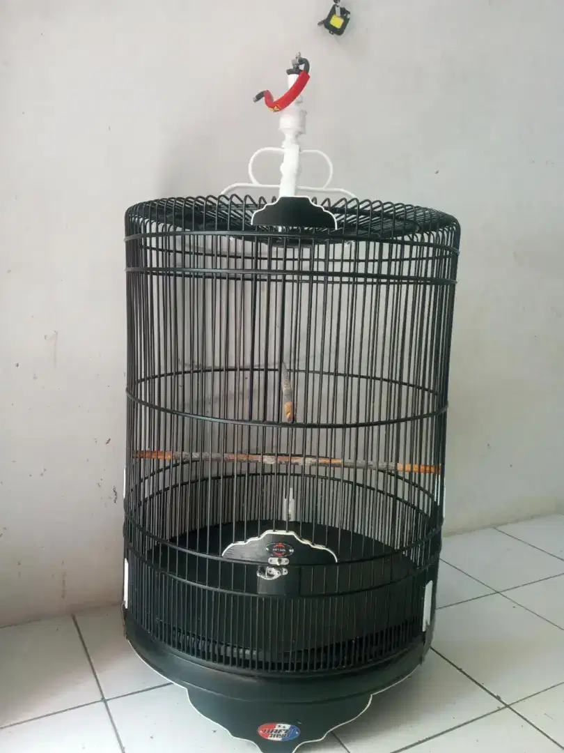 Rafi jaya no 2 mulusssn