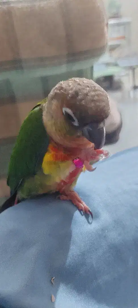 Burung Yellowslideconure red factor