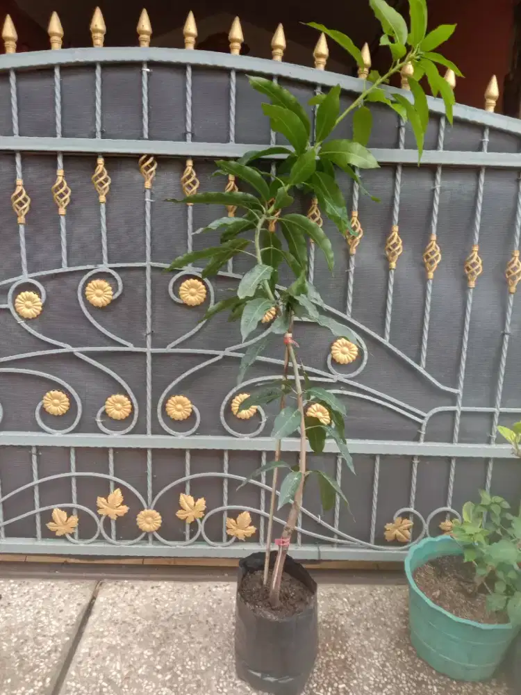 Tanaman Buah Mangga Harum Manis