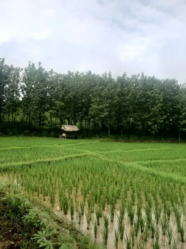 Dijual tanah dan sawah tanaman padi dan pohon jati