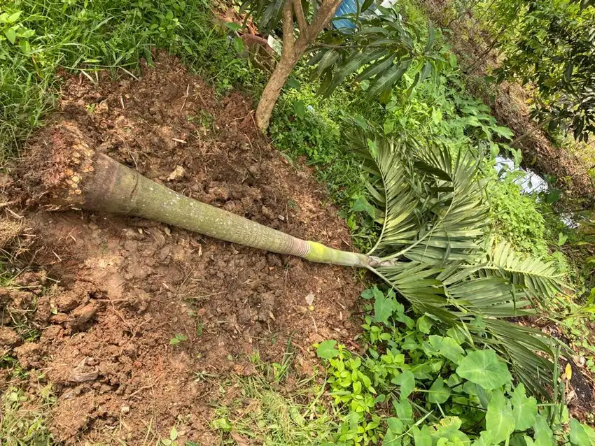 Dijual Cepat – Pohon Palem Raja Siap Tanam