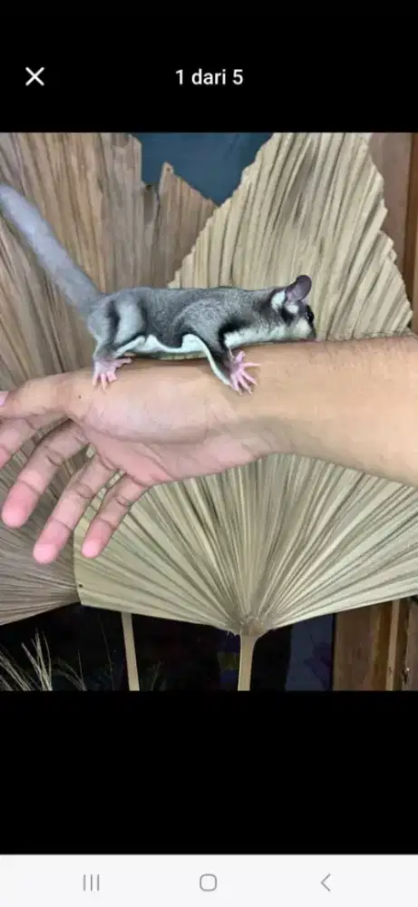 Jual Sugarglider