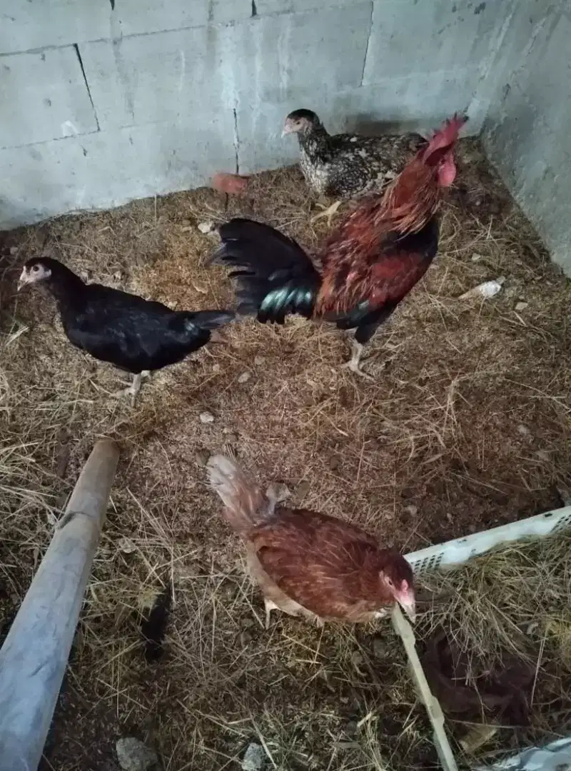 Ayam kampung kub