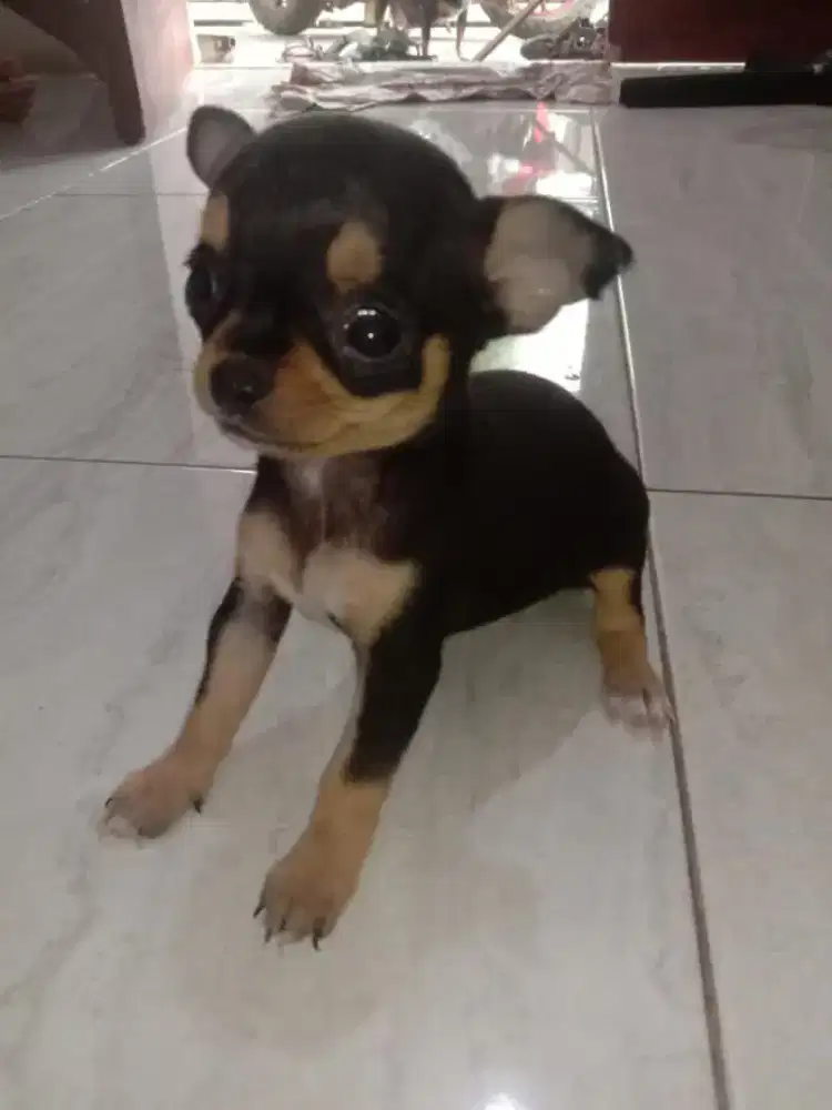 Chihuahua murni asli belum stampbum