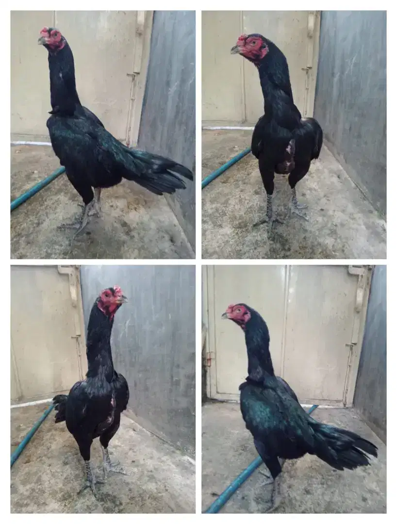 Ayam betina Bangkok ORI jumbo