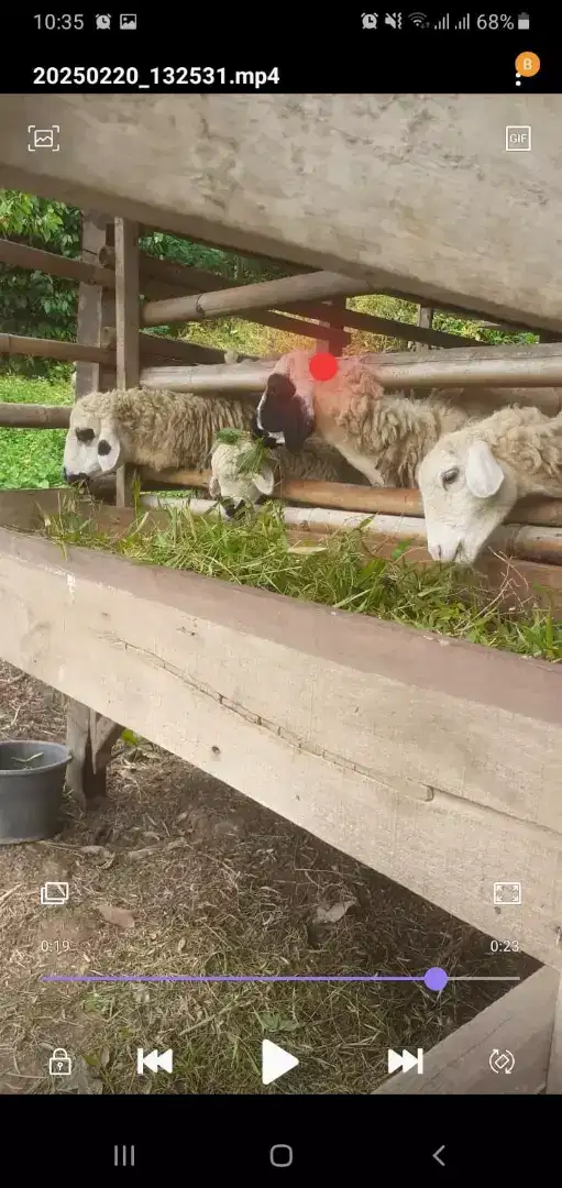 kambing babon 3 ekor