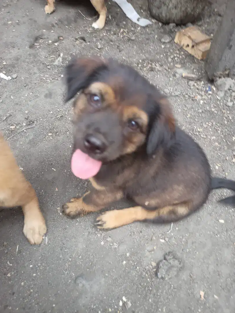 Anjing betina umur 2 bulan cantik