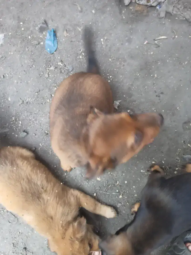 Anak anjing betina umur 2 bulan cantik