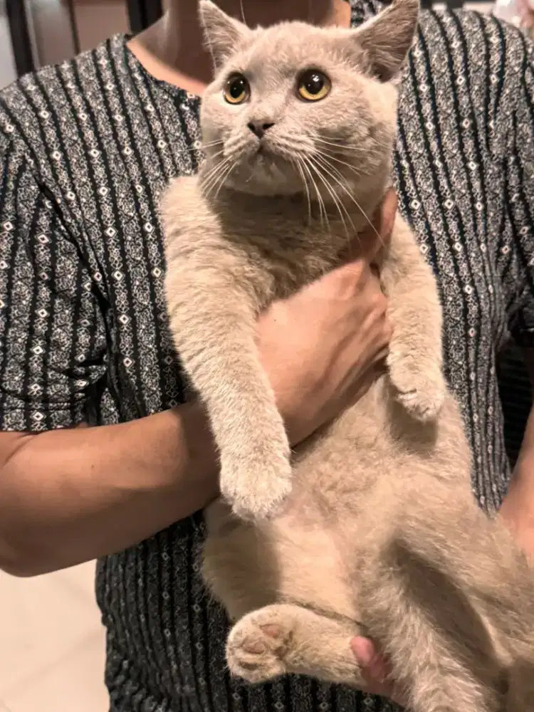 Bsh lilac anakan impor no scottis munchkin ragdoll peaknose