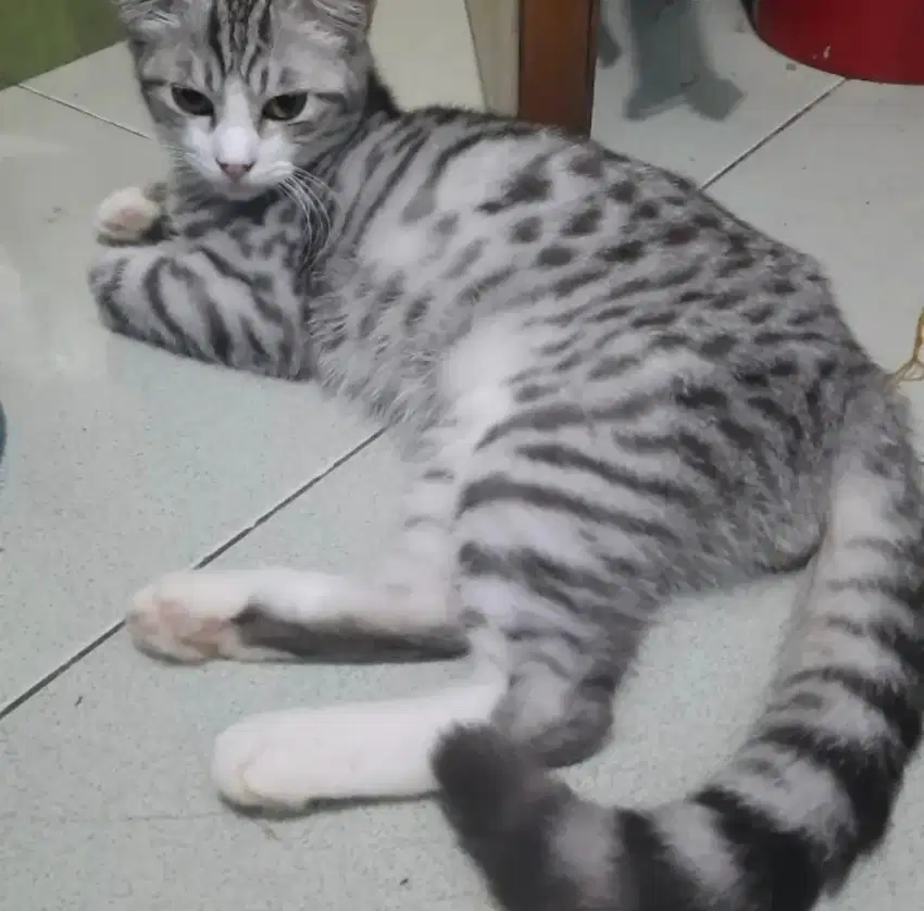 Kucing persia mix