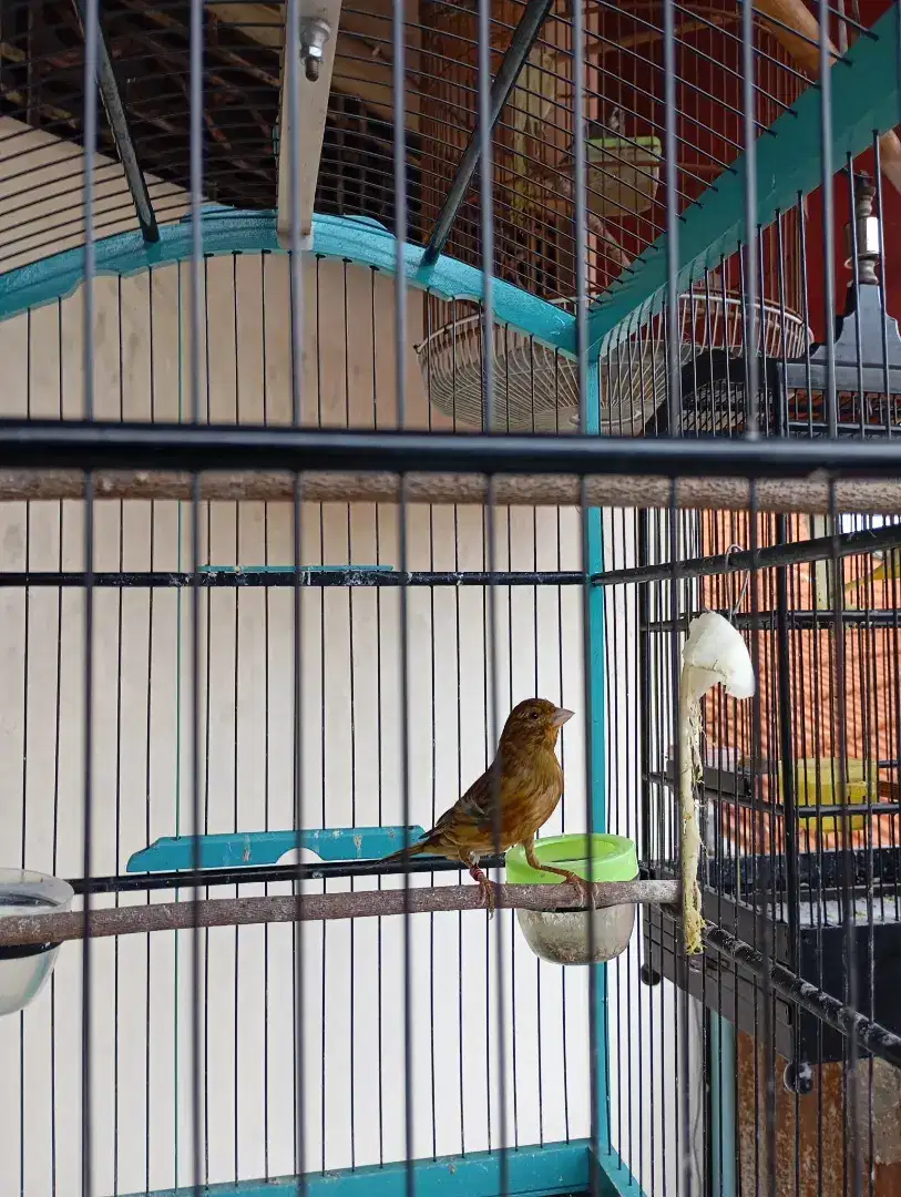 Burung kenari kebun sendiri